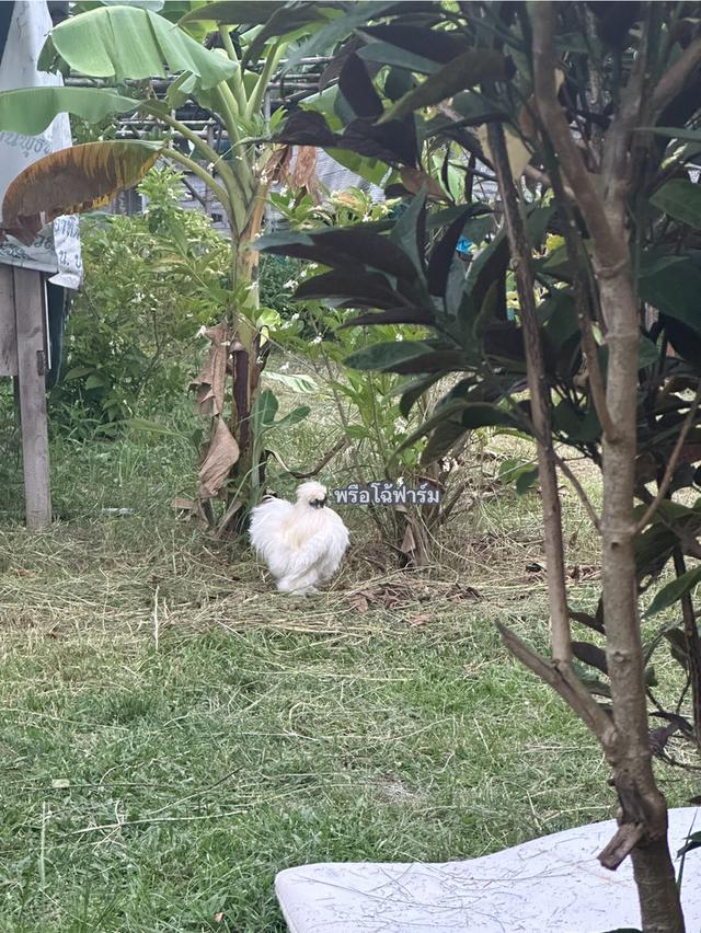 ไก่ซิลกี้ Silkie (ตัวผู้) 3