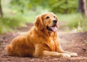 โกลเด้นรีทรีฟเวอร์ (Golden Retriever) 3