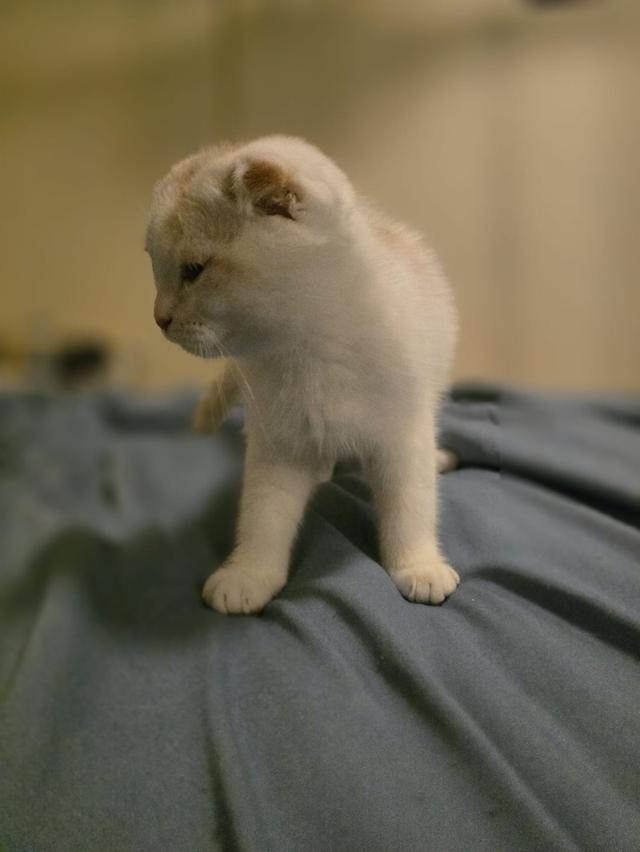 แมว สก็อตติชโฟลด์หูพับ White & Orange Stripes 3