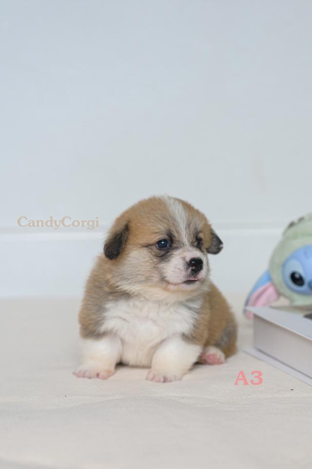 คอร์กี้ (Welsh Corgi) 7