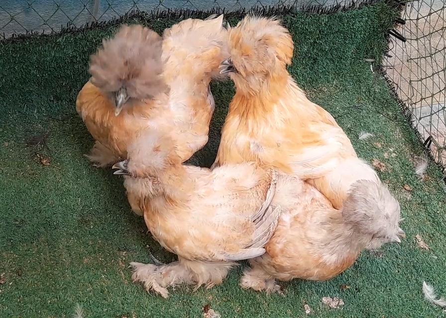 ซิลกี้ขนใบสีบัฟอายุ3ดือนชุด4ตัวผู้1เมีย3"โปรพิเศษส่งฟรีทั่วไทย" รูปที่ 5