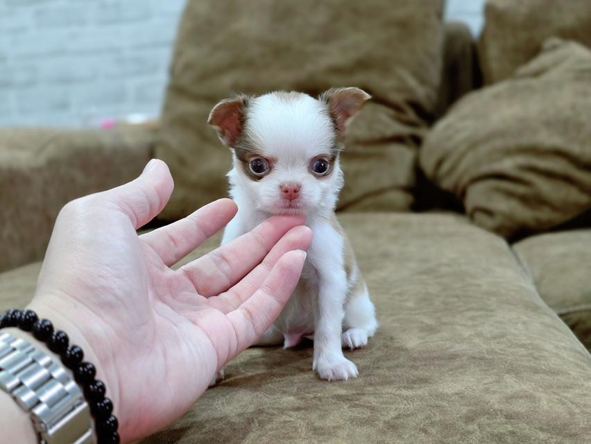 Chihuahua t cup น้องยูโรเพศผู้ 6
