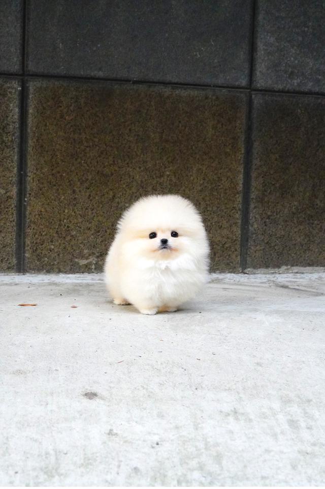 ขาย Pomeranian สีครีม เพศผู้ หน้าหมี ขนแน่น น่ารักมาก นำเข้าจากเกาหลี เกรดพรีเมียม รูปที่ 2