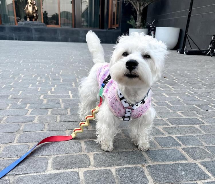 ขายสุนัขสุดน่ารัก West Highland White Terrier 3