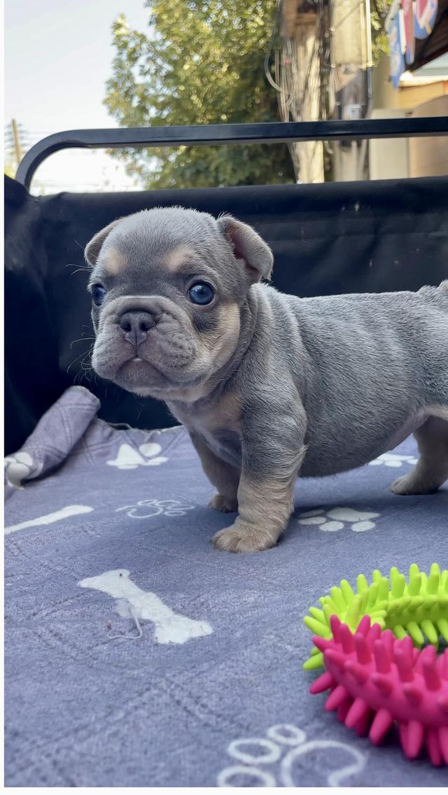 เฟรนช์บูลด็อกสีไลแลคแทน