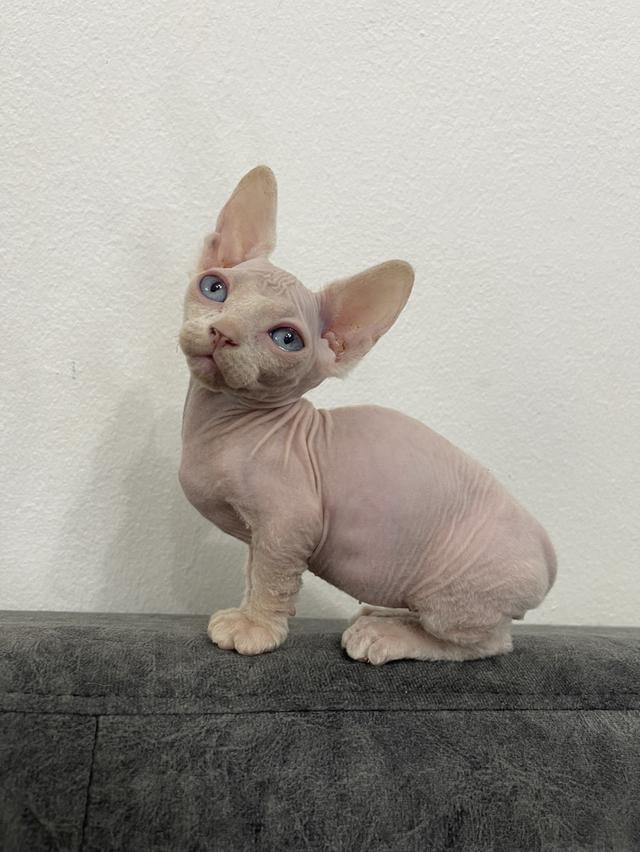 สฟิงซ์ ชาย ตาฟ้า ขาสั้น 2 เดือน