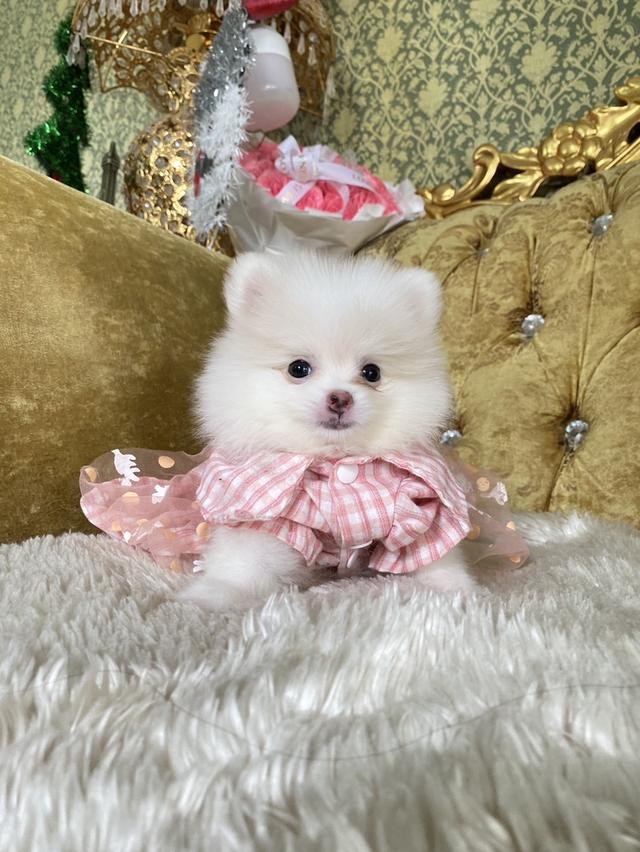 ลูกปอมแท้ ทีคัพ น่ารัก พร้อมย้ายบ้าน