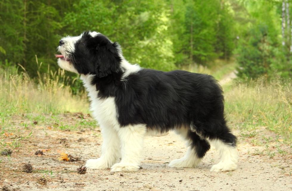 Bearded Collie Puppies  WhatsApp me : +66 63 826 3042 รูปที่ 2
