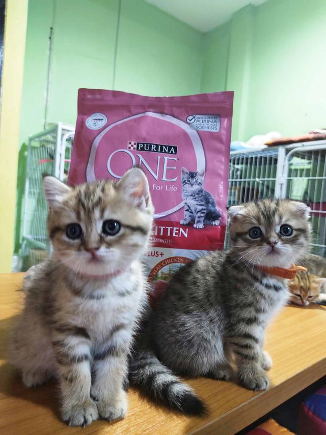 ลูกแมวสก็อตติช เพศหญิง หูดีด น่ารักสุดๆ
