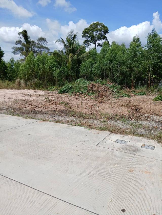 ขายที่ดินบึง หนองแขวะ 1 ไร่ ติดถนนคอนกรีตใกล้ท่าเรือแหลมฉบัง-9กม. อ.ศรีราชา ชลบุรี