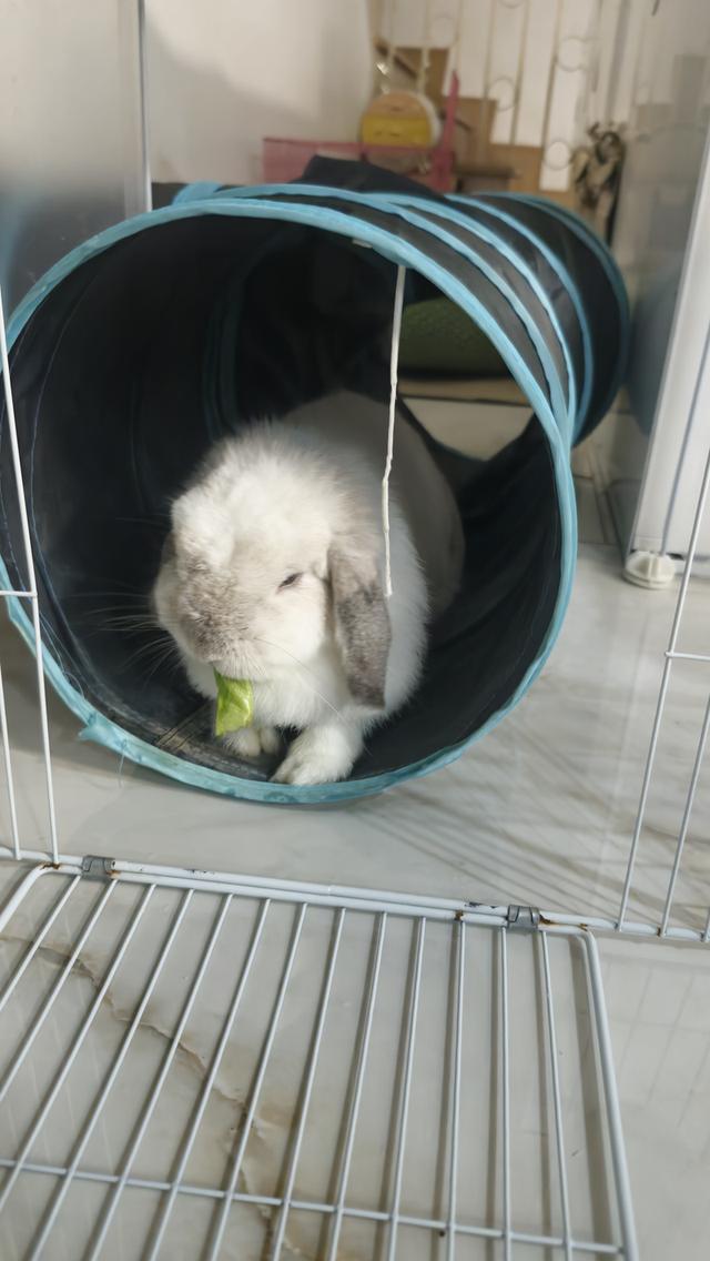 กระต่ายhollandlopสีขาว