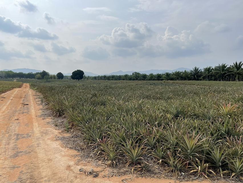 ขายที่ดิน ประจวบคีรีขันธ์ 3