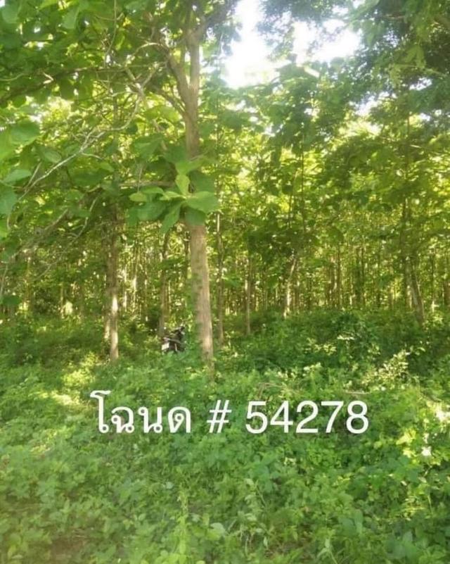 ที่ดินสวนไม้สัก 5 ไร่ 23 ตร.ว. จ.ลำปาง 4