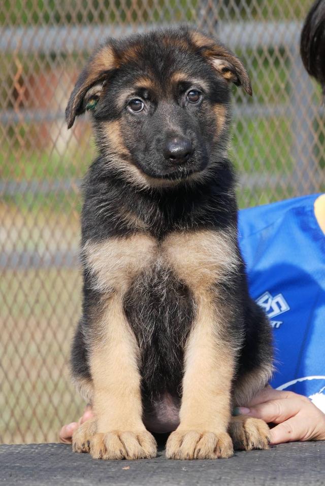 ลูกสุนัขเยอรมันเชพเพริด รูปที่ 7