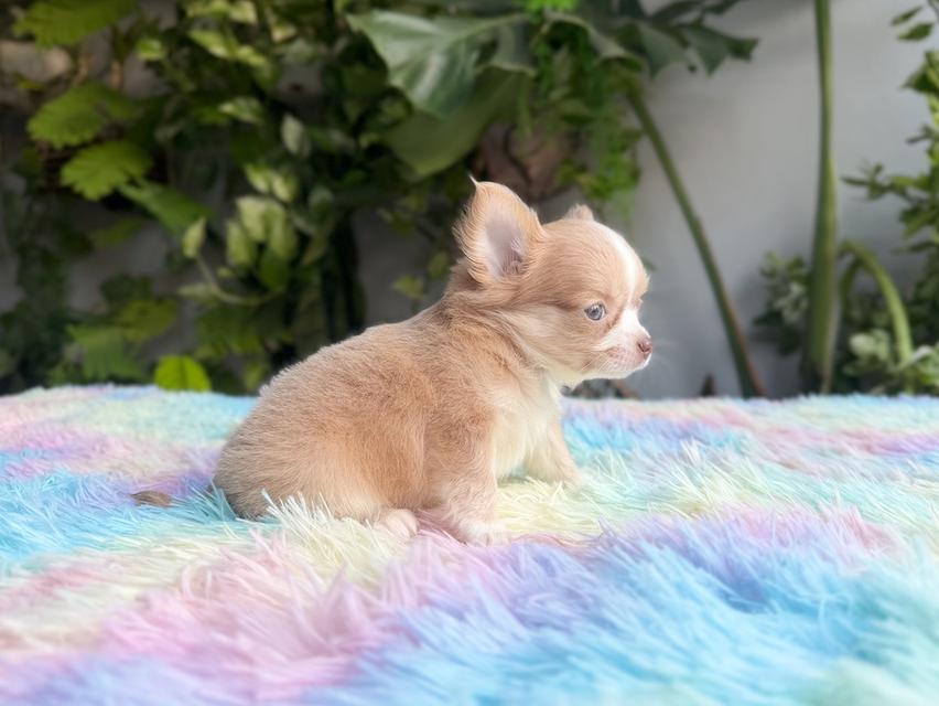 ชิวาวาแท้ขนยาว เพศผู้ พร้อมย้ายบ้าน 9