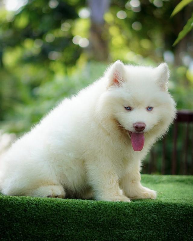 100% Purebred Siberian Husky Puppies — All Colors & Coats รูปที่ 7
