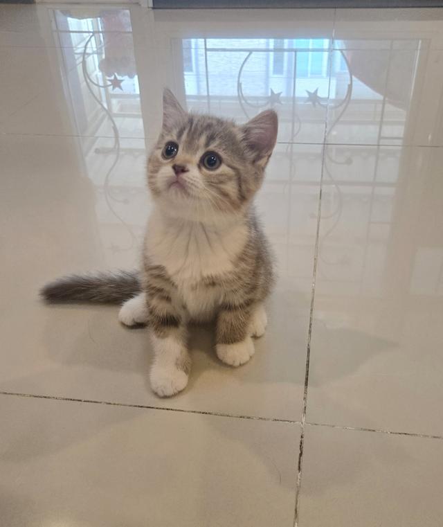 ขายลูกแมว พันธุ์ Scottish Fold