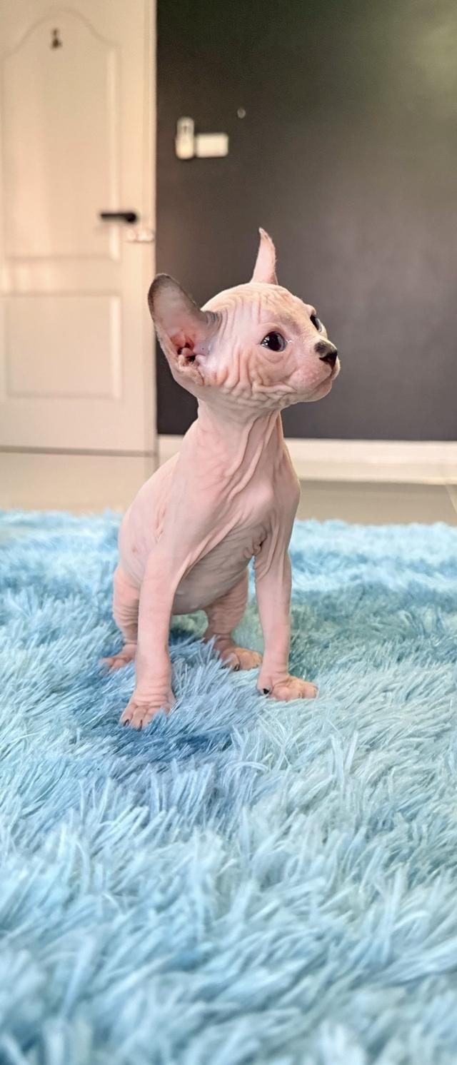 แมว สฟิงซ์ เพศ เมีย พร้อมย้ายบ้าน 3