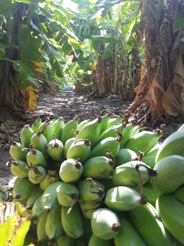 ขายที่สวนยกร่อง 6 ไร่ 54 ตรว. น้ำไฟพร้อมบ้านพร้อมอยู่ 4