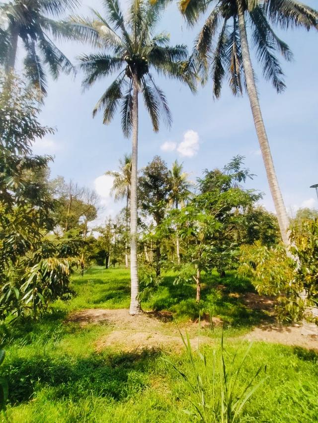 ขายที่ดิน ป่าละอู ห้วยสัตว์ใหญ่ หัวหิน สวนทุเรียน ยางพารา 22 ไร่เศษ พร้อมบ้าน 1 หลัง 14