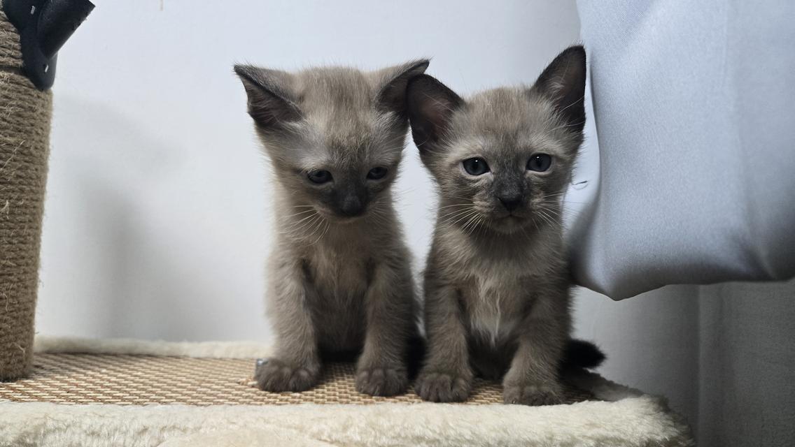 ลูกแมววิเชียรมาศผสมเบอร์มีส