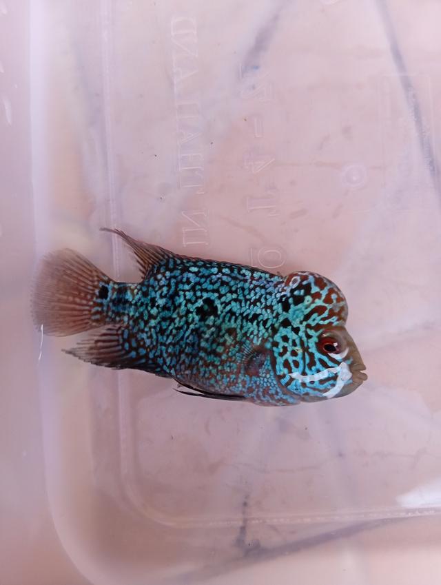 ปลาหมอสีFlowerhornทรงช็อตบอดี้ ไซร์2นิ้ว มุกสวย แดง หัวใหญ่ รูปที่ 3