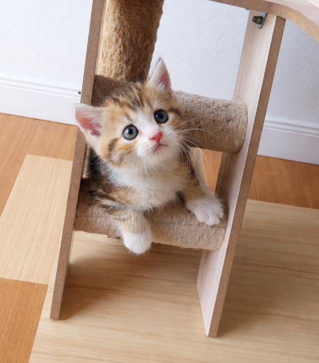 สก็อตติช ชาย สามสี ลายชัด รูปย่อยที่ 2