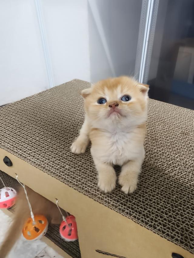 ลูกแมว สีส้มสี🍊น้ำตาล🐻หูพับและไม่พับ มันกินช์ขาปกติ รูปที่ 3