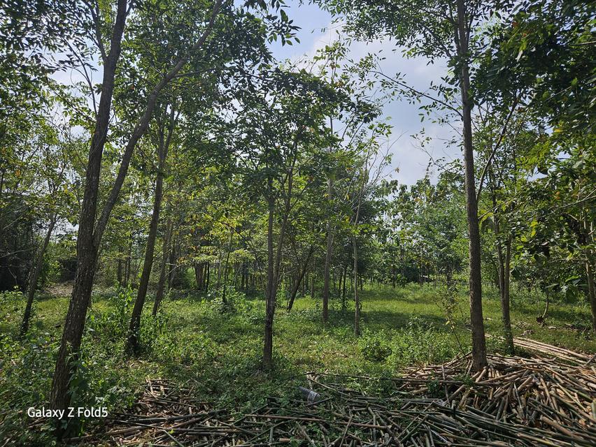 ที่ดินติดถนนสาย 33 ปราจีนบุรี 19