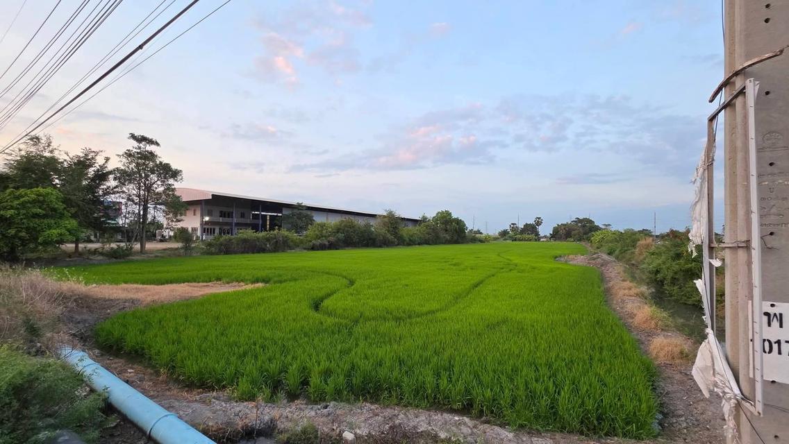 ขายที่ดินติดถนนใหญ่ หลังติดคลอง 6ไร่2งาน อำเภอบางบ่อ ตำบล เปร็ง  ภาษีค่าโอนจ่ายให้หมด เตรียมเงินมาซื้ออย่างเดียวครับ  Land for sale, located on a ma 4