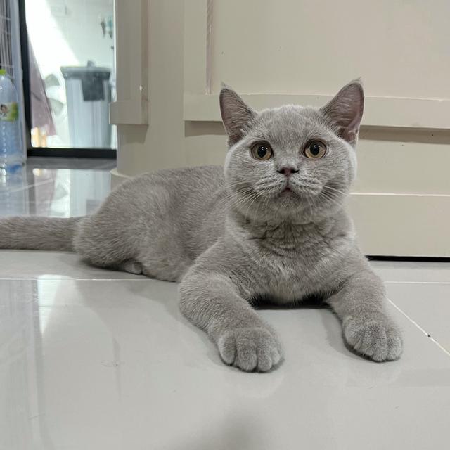 แมว บริติชแท้ เพศเมีย พร้อมใบรับประกันสายพันธุ์