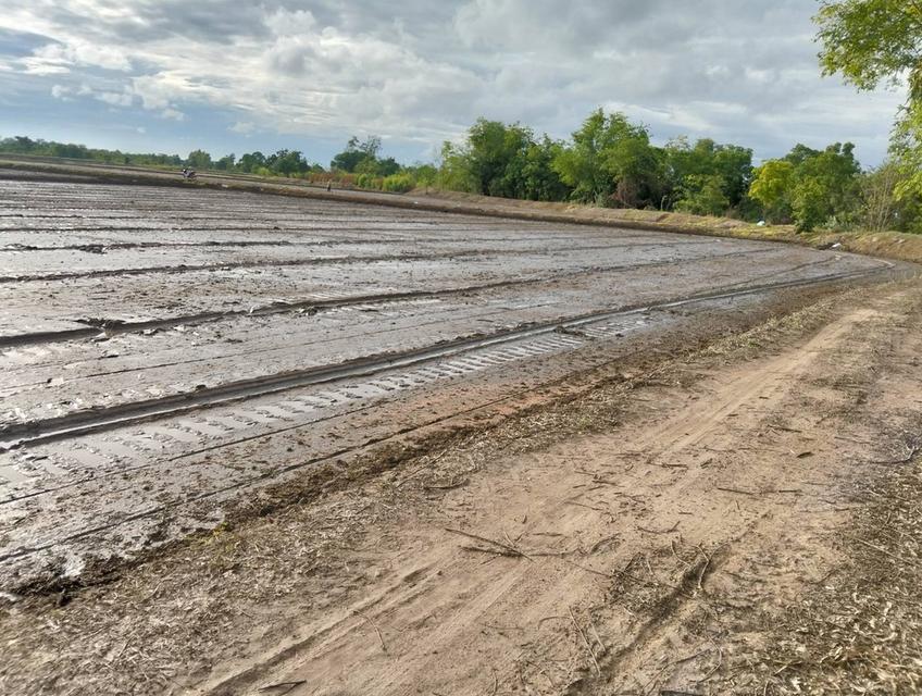 ขายที่ดิน 3 แปลง จังหวัดชัยนาท 5