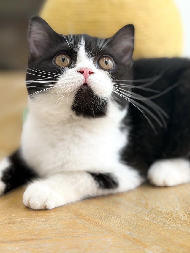 แมว Scottish fold baby girl