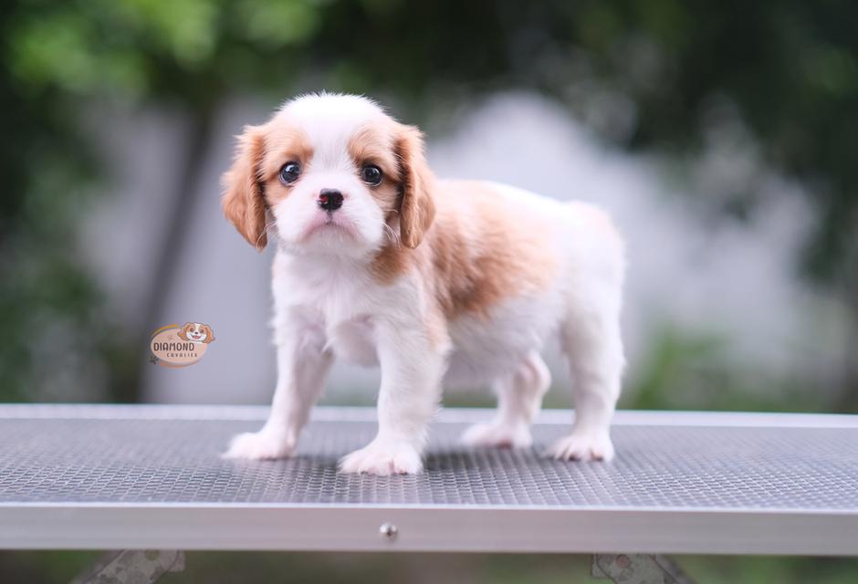 ลูกคาวาเลียร์ เพศผู้ ลูกพ่อไทยแชมป์