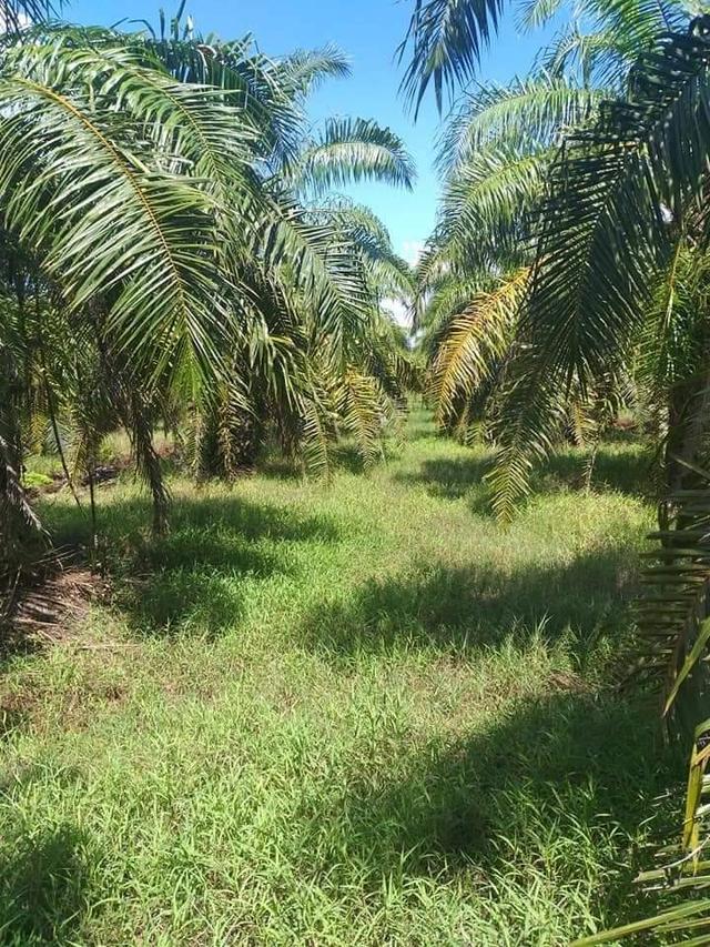 ที่ดิน สวนปาล์มน้ำมัน ต.บางน้ำจืด อ.หลังสวน จ.ชุมพร โฉนด พร้อมโอน 11