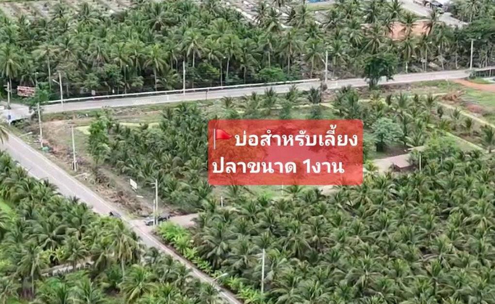 ขายที่ดินสมุทรสงคราม ติดถนนหน้ากว้างทางไปตลาดน้ำท่าคา ถูกที่สุดในโซนนี้ ฟรีโอน คุยง่าย จบไว เจ้าของใจดี 2