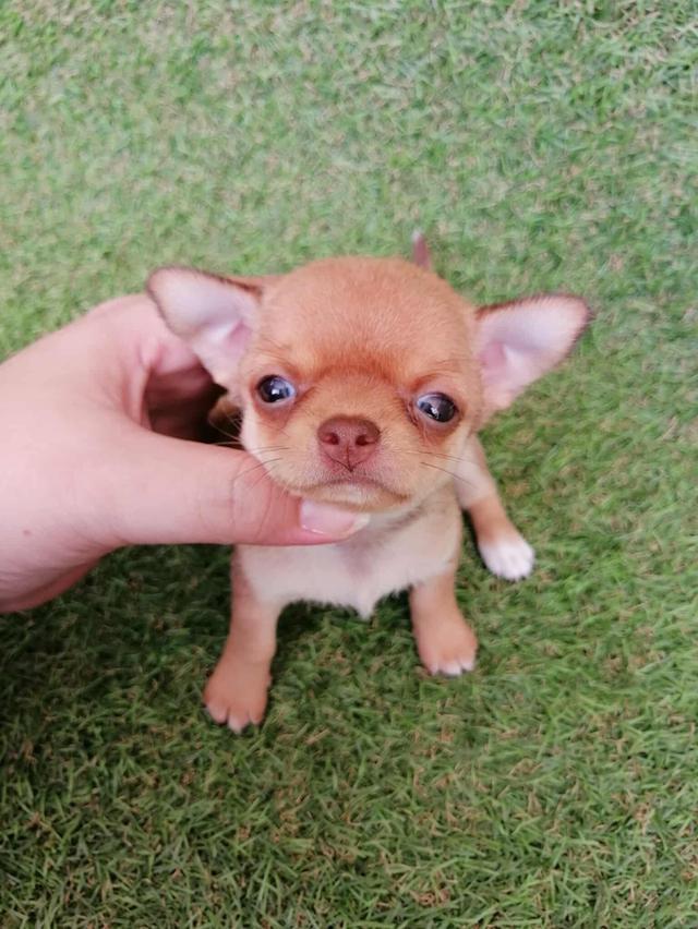 ชิวาว่าเเท้ขนสั้น ญ. 11