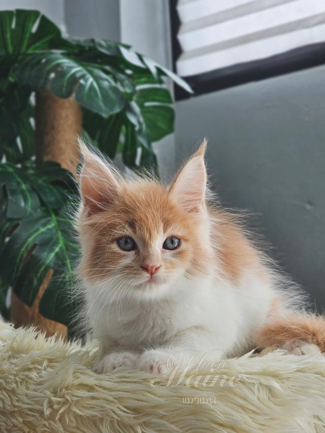 ลูกแมวเมนคูน สายพันธ์แท้ เพศเมีย