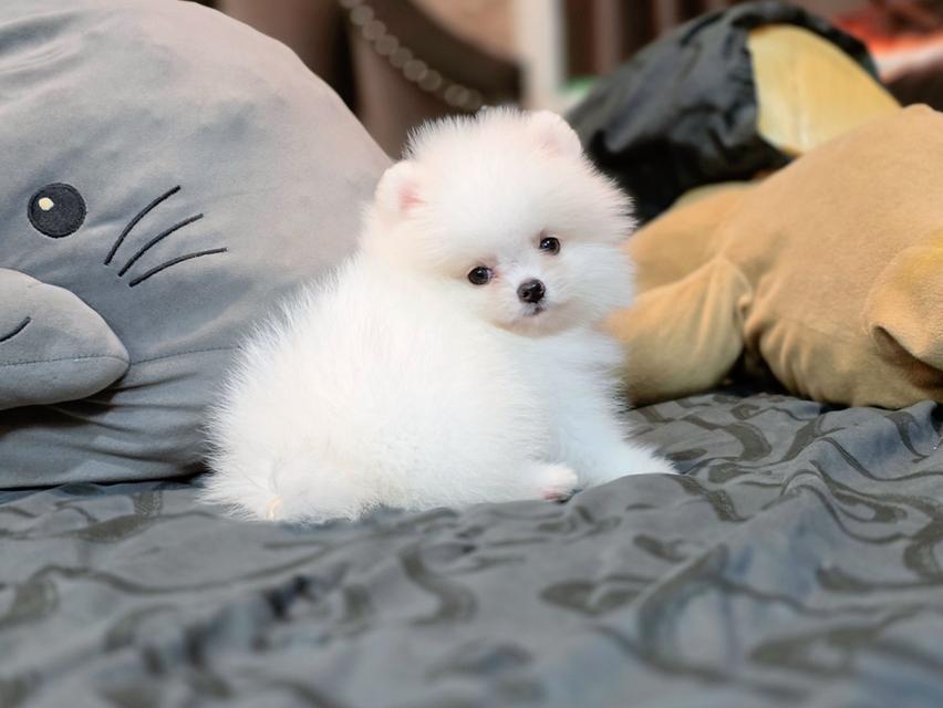 ปอมเมอเรเนียนแท้ พิกัดรามอินทรา 6