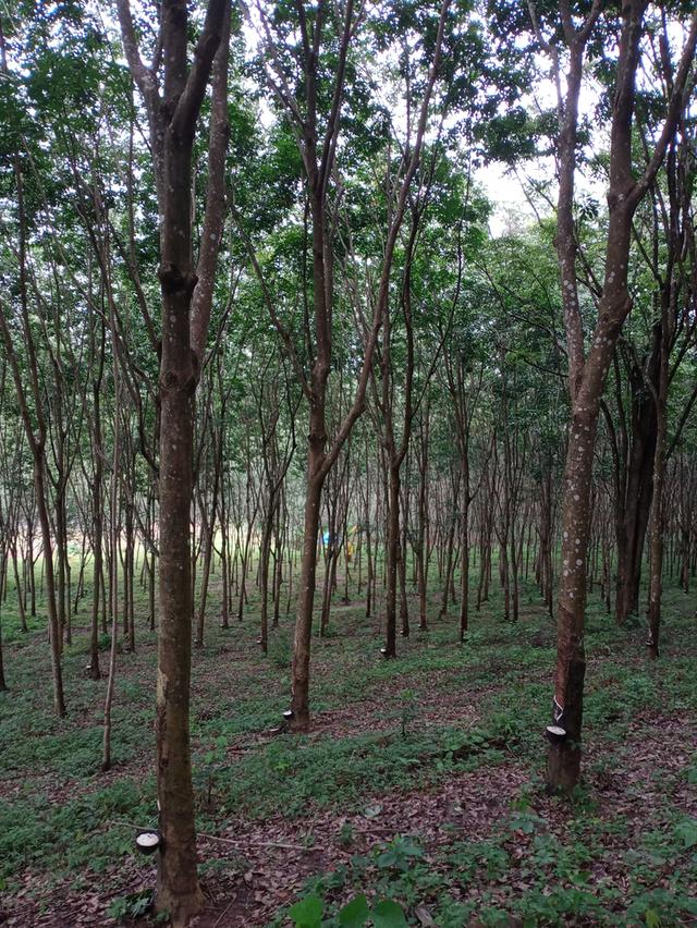 ที่ดิน อ.โป่งน้ำร้อน จ.จันทบุรี 18