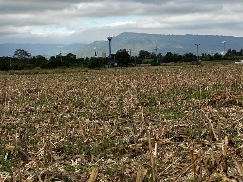 ที่ดินเขาใหญ่ มองเห็นวิวเขา 2ไร่ 2งาน 19ตรว หน้ากว้างติดถนนลาดยาง 77 เมตร ไฟ 3เฟส น้ำพร้อม ถนนลาดยางกว้าง 8 เมตร 8