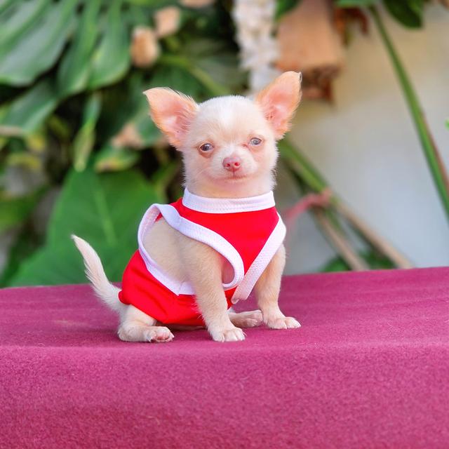 น้องโมโม่ ชิวาวาแท้ขนสั้นสีครีม