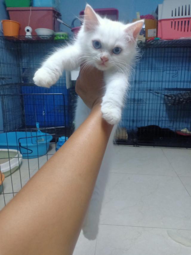 ลูกแมวเปอร์เซีย