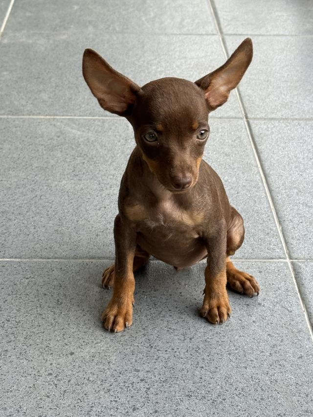 ลูกสุนัขพันธุ์มิเนเจอร์ (Miniature Dogs)