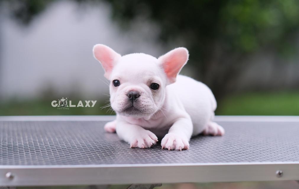 French bulldog ลูกไทยแชมป์ ลักษณะดี ตรงมาตราฐานสายพันธุ์