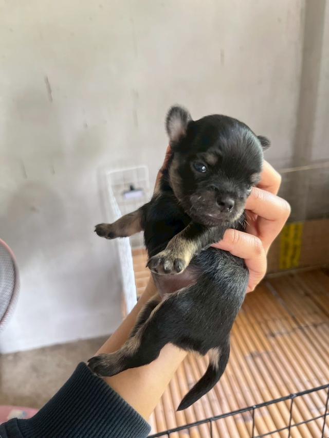 ชิวาวาเพศเมียขนยาวสีดำ รูปที่ 3