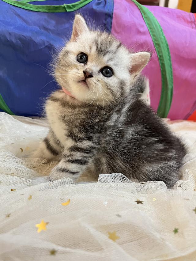 แมว สก๊อตติชแท้😁🔥🔥🔥🔥