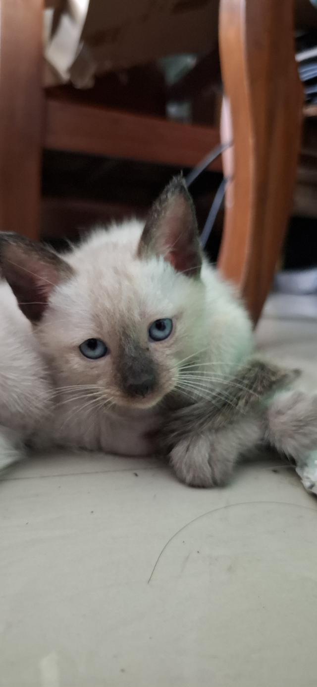 ลูกแมววิเชียรมาศ 2 เดือน พ่อแม่แท้