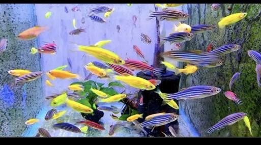 ปลานีออนสีเหลือง 1