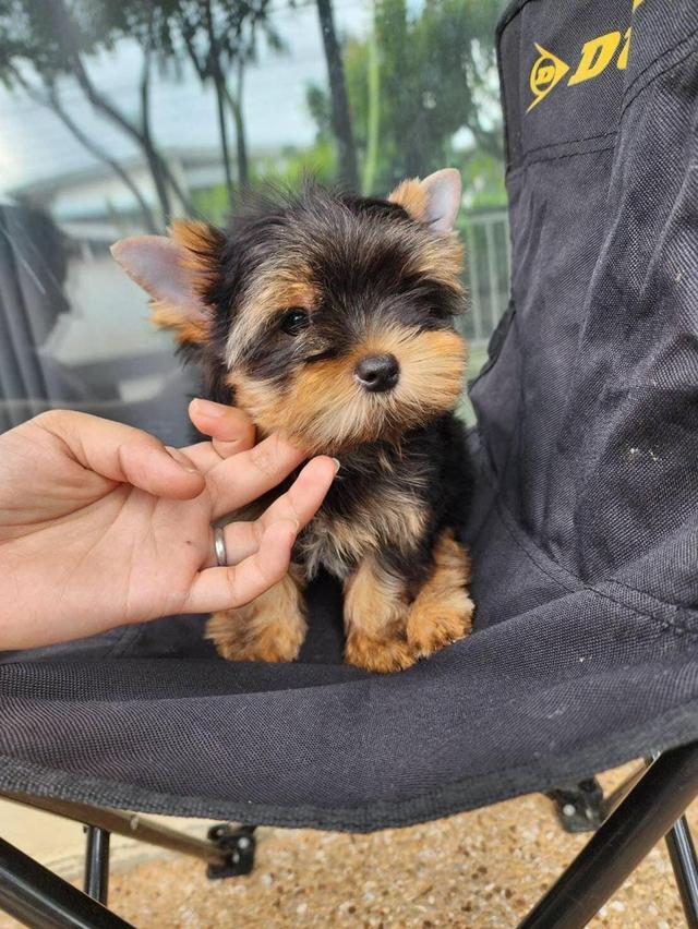 Yorkie Puppies for Sale
